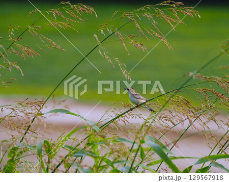 初夏の荒川河川敷でさえずるセッカ 初夏の荒川河川敷でさえずるセッカ 129567918