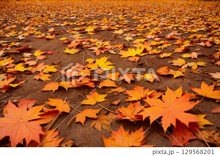 鮮やかに広がる紅葉のカーペット 129568201