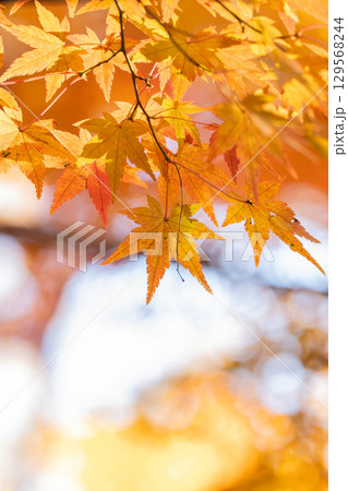 国営武蔵丘陵森林公園の紅葉 129568244