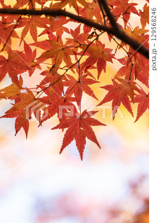 国営武蔵丘陵森林公園の紅葉 国営武蔵丘陵森林公園の紅葉 129568246