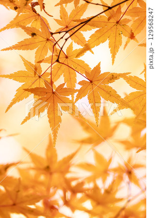 国営武蔵丘陵森林公園の紅葉 129568247