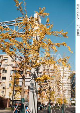 yellow ginkgo leaves against blue sky. Colorful falling foliage in the garden, natural background banner for Autumn season and seasonal change concept 129568306