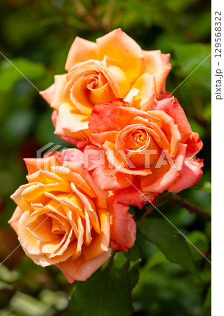 埼玉県北足立郡伊奈町小針内宿 伊奈町制施行記念公園バラ園の品種名「サマードリーム」クローズアップ 埼玉県北足立郡伊奈町小針内宿 伊奈町制施行記念公園バラ園の品種名「サマードリーム」クローズアップ 129568322