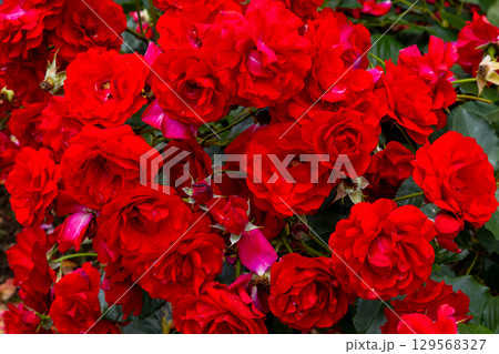 埼玉県北足立郡伊奈町小針内宿 伊奈町制施行記念公園バラ園の赤い薔薇クローズアップ 埼玉県北足立郡伊奈町小針内宿 伊奈町制施行記念公園バラ園の赤い薔薇クローズアップ 129568327