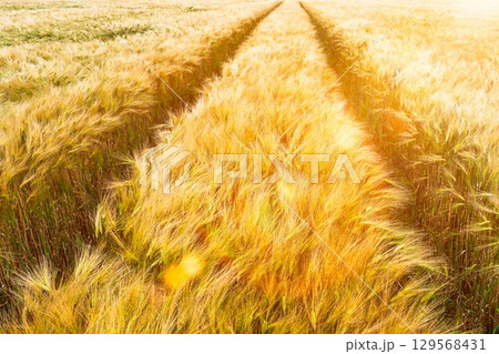Golden Wheat Field Under Summer Sun A Bountiful Harvest and Tracks Through the Grain 129568431