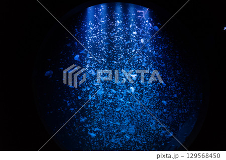 加茂水族館のクラゲドリームシアター 加茂水族館のクラゲドリームシアター 129568450