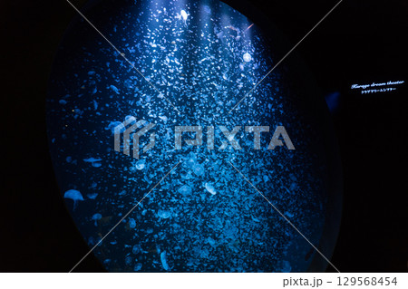 加茂水族館のクラゲドリームシアター 129568454