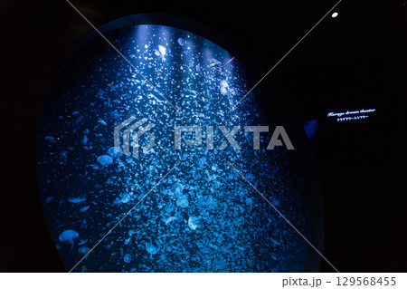 加茂水族館のクラゲドリームシアター 加茂水族館のクラゲドリームシアター 129568455
