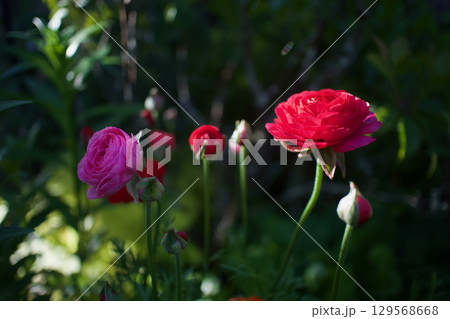 ラナンキュラスの開花、「晴れやかな魅力」の花言葉。赤色は「あなたは魅力に満ちている」の花言葉も。 129568668