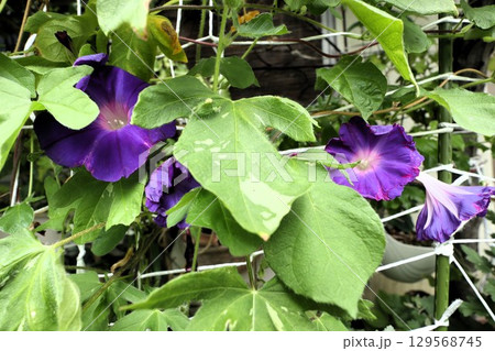 夏の庭の花「朝顔」あさがお：花壇の花 129568745