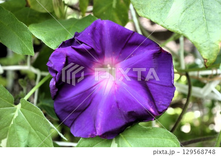 夏の庭の花「朝顔」あさがお:花壇の花 夏の庭の花「朝顔」あさがお:花壇の花 129568748