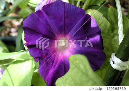 夏の庭の花「朝顔」あさがお：花壇の花 129568750