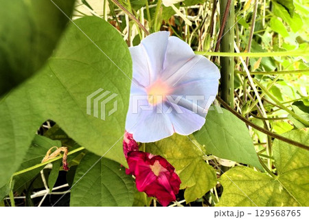 夏の庭の花「朝顔」あさがお:花壇の花 夏の庭の花「朝顔」あさがお:花壇の花 129568765