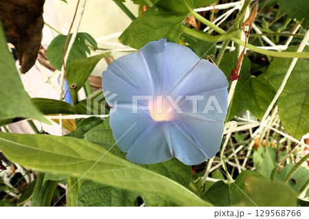 夏の庭の花「朝顔」あさがお：花壇の花 129568766