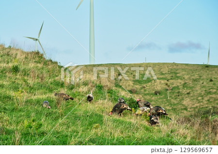 New Zealand Wild Turkeys Rafter 129569657