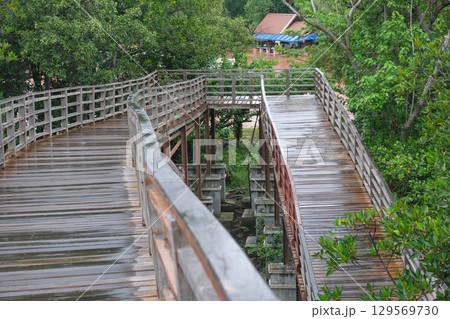 Wooden bridge winding through lush greenery in a serene environment. Mangrove Forest Learning Center Phra Chedi Klang Nam Rayong Thailand Wooden bridge winding through lush greenery in a serene environment. Mangrove Forest Learning Center Phra Chedi Klang Nam Rayong Thailand 129569730
