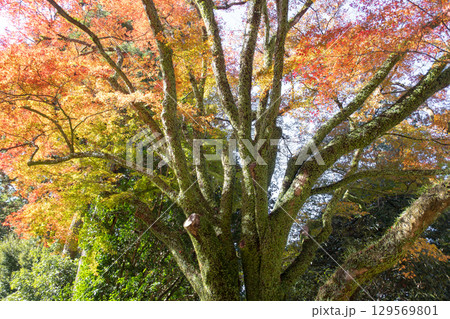 Vibrant autumn tree with colorful leaves at Engyoji mountain Shosha, Himeji, Japan 129569801