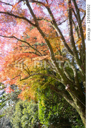 Colorful autumn leaves on vibrant trees at Engyoji mountain Shosha, Himeji, Japan 129569802