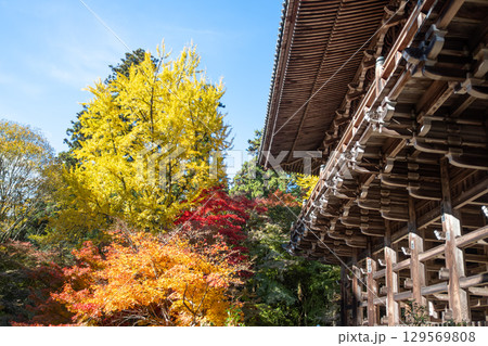Maniden Hall, Historic building surrounded by vibrant autumn foliage at Engyoji mountain Shosha, Himeji, Japan 129569808