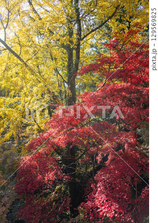 Vibrant autumn foliage with yellow and red leaves at Maniden Hall Engyoji mountain Shosha, Himeji, Japan Vibrant autumn foliage with yellow and red leaves at Maniden Hall Engyoji mountain Shosha, Himeji, Japan 129569825