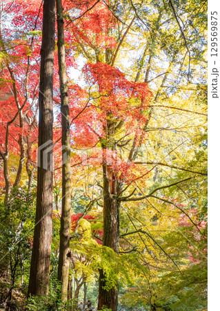 Vibrant autumn foliage in a serene forest setting. 129569875