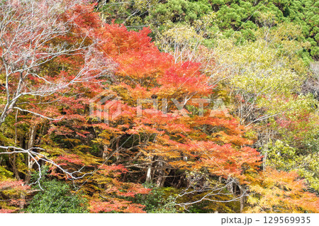 Autumn foliage with vibrant red and yellow leaves at Hozugawa River Autumn foliage with vibrant red and yellow leaves at Hozugawa River 129569935