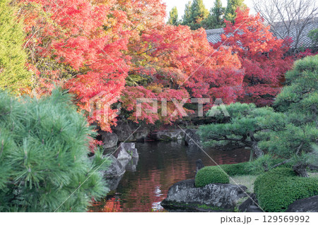 Vibrant autumn foliage by a serene pond at Kokoen Garden ,Himeji, Japan Vibrant autumn foliage by a serene pond at Kokoen Garden ,Himeji, Japan 129569992