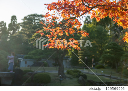 Vibrant autumn leaves in a serene garden setting at Kokoen Garden ,Himeji, Japan 129569993