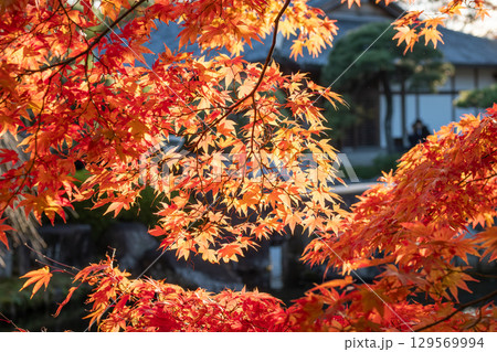 Vibrant autumn leaves in sunlight at Kokoen Garden ,Himeji, Japan Vibrant autumn leaves in sunlight at Kokoen Garden ,Himeji, Japan 129569994