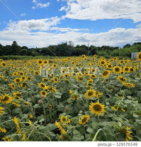 夏の青空と一面ひまわり畑 夏の青空と一面ひまわり畑 129570149