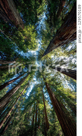 Ancient redwood forest massive trees reaching sky, sunlight filters through green canopy Ancient redwood forest massive trees reaching sky, sunlight filters through green canopy 129570189