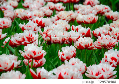 シンガポール共和国　中心部マリーナベイのガーデンバイザベイ　フラワードームのチューリップ畑 129570408