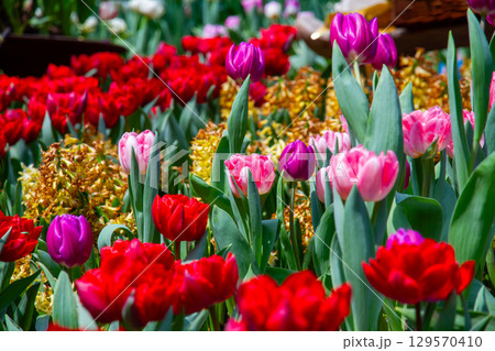 シンガポール共和国 中心部マリーナベイのガーデンバイザベイ フラワードームのチューリップ畑 シンガポール共和国 中心部マリーナベイのガーデンバイザベイ フラワードームのチューリップ畑 129570410