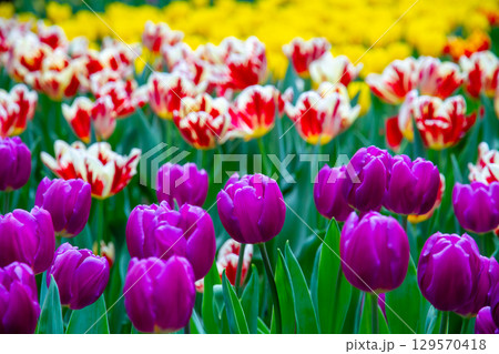 シンガポール共和国 中心部マリーナベイのガーデンバイザベイ フラワードームのチューリップ畑 シンガポール共和国 中心部マリーナベイのガーデンバイザベイ フラワードームのチューリップ畑 129570418