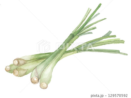 水彩で描いたレモングラス 129570592