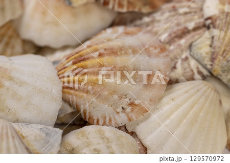 empty seashells in a large pile are used as souvenirs at seaside resorts, a large number of seashells are in poor condition from improper storage, close up 129570972