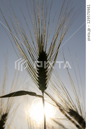 production of agricultural rye plants in eastern Europe during sunset production of agricultural rye plants in eastern Europe during sunset 129570981