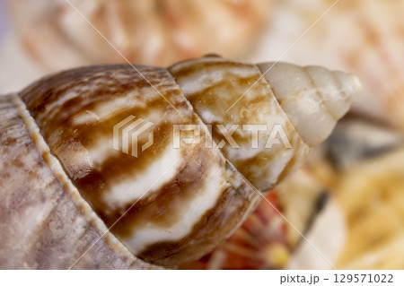sea shells in a pile are used as souvenirs, seashells are in poor condition from improper storage sea shells in a pile are used as souvenirs, seashells are in poor condition from improper storage 129571022