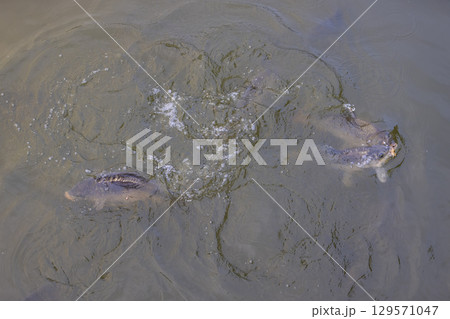carp in the murky water of the lake floating , large carp swimming in the water in the dirty water 129571047