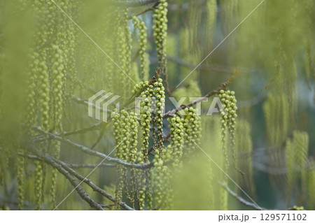 美しい緑のハチジョウキブシの花 129571102