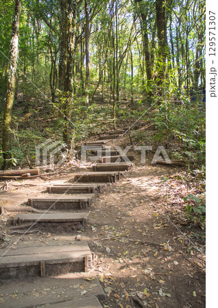 Wooden steps leading up through a lush forest. Wooden steps leading up through a lush forest. 129571307