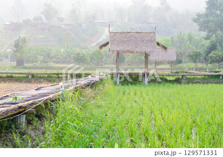 Serene rural landscape with rice field and hut. 129571331