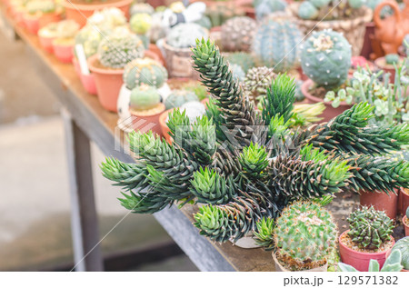 Colorful assortment of potted cacti and succulents 129571382