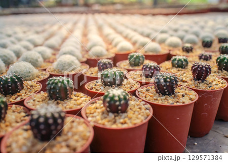 Cacti in pots arranged neatly in a greenhouse Cacti in pots arranged neatly in a greenhouse 129571384