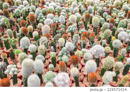 Vibrant collection of various small cacti Vibrant collection of various small cacti 129571414
