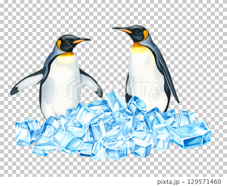 Penguin illustration material 129571460