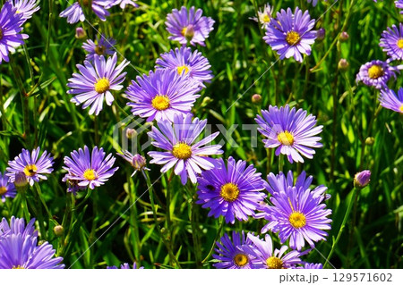 友禅菊 友禅菊 129571602