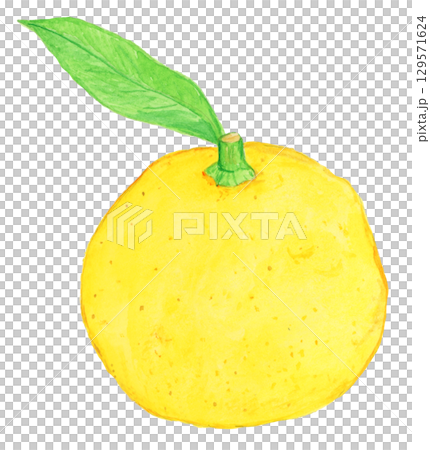 手描き水彩の柚子のイラスト 129571624
