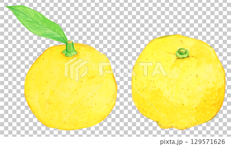 冬の柚子イラストセット 葉付きゆずと葉なしゆず 水彩手描き 冬の柚子イラストセット 葉付きゆずと葉なしゆず 水彩手描き 129571626