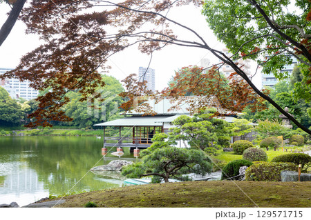 初夏の清澄庭園 初夏の清澄庭園 129571715